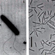 Illustration for article titled Answer Key: Metal Band or Microbe?